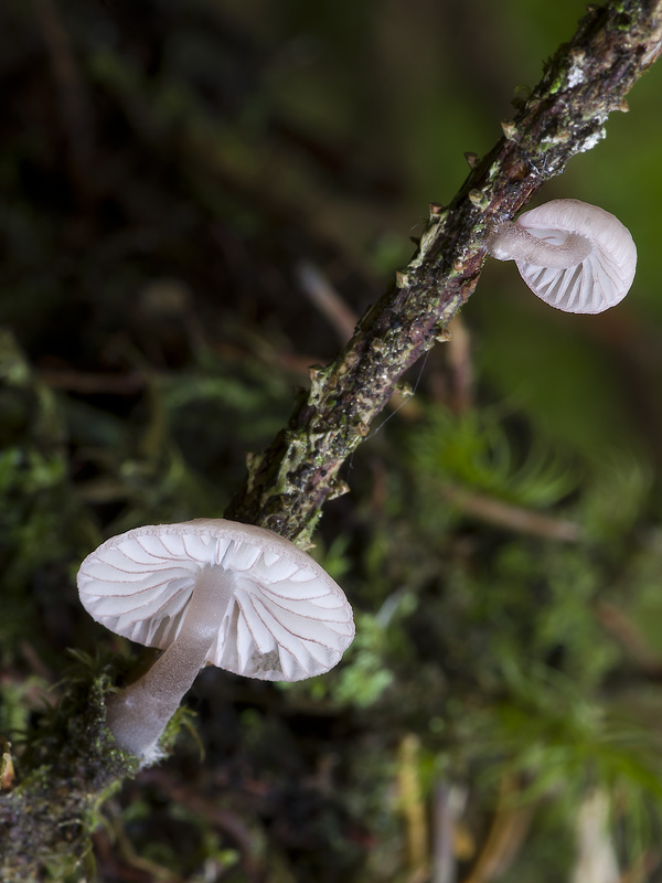 Mycena rubromarginata